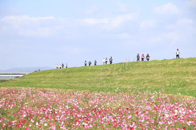 ⑥菊池市七城ふるさとコスモスまつり【写真1】.JPG