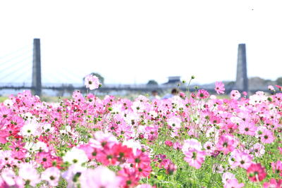 ⑥菊池市七城ふるさとコスモスまつり【写真2】.JPG